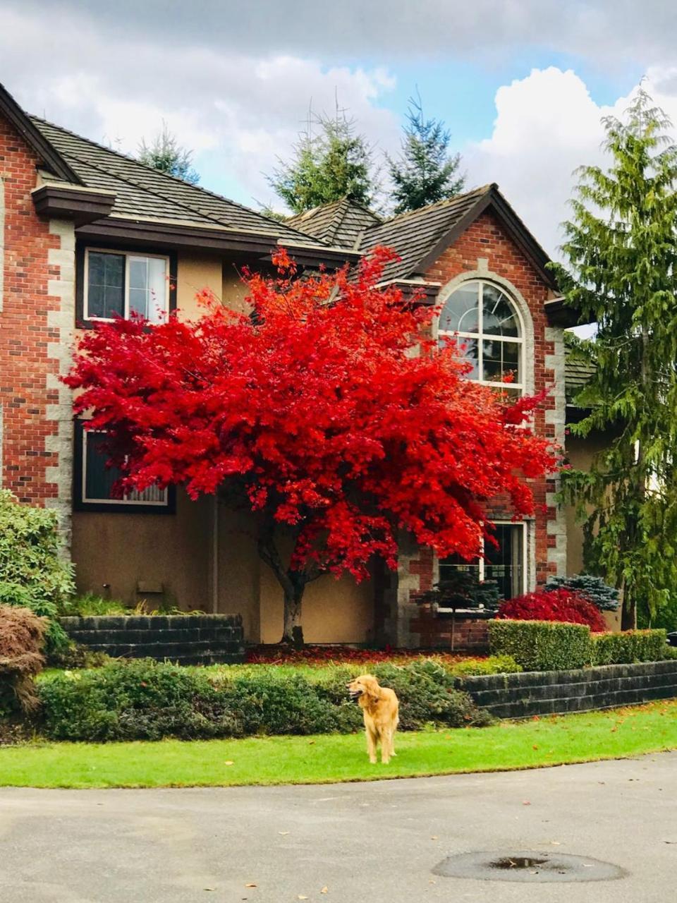 Cedar Manor Bed And Breakfast Pitt Meadows Dış mekan fotoğraf
