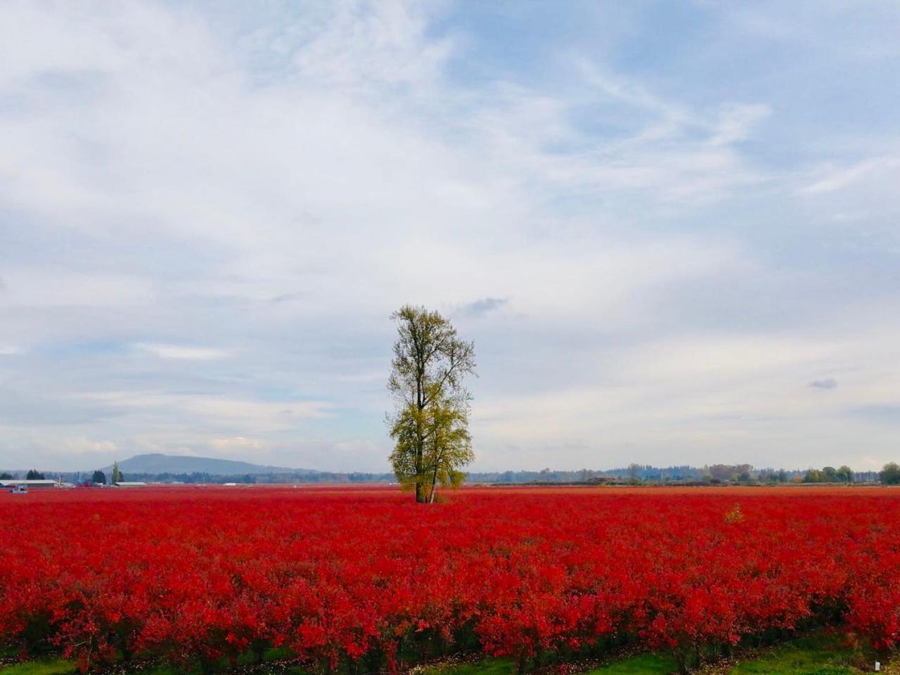 Cedar Manor Bed And Breakfast Pitt Meadows Dış mekan fotoğraf